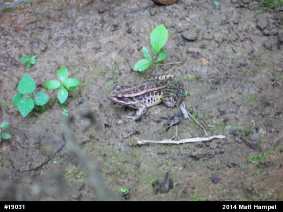 Pickerel Frog