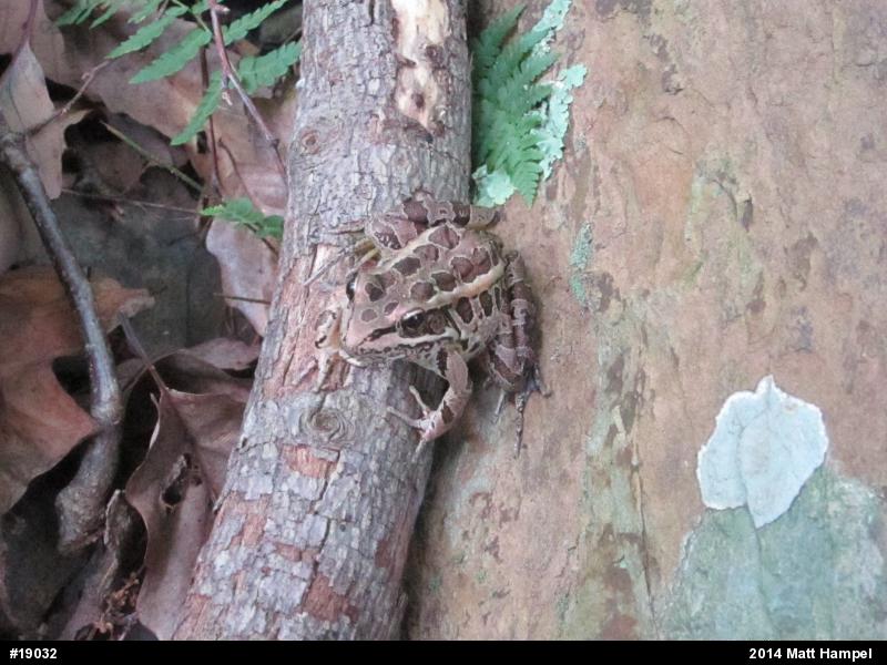 Pickerel Frog