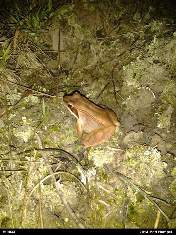Wood Frog