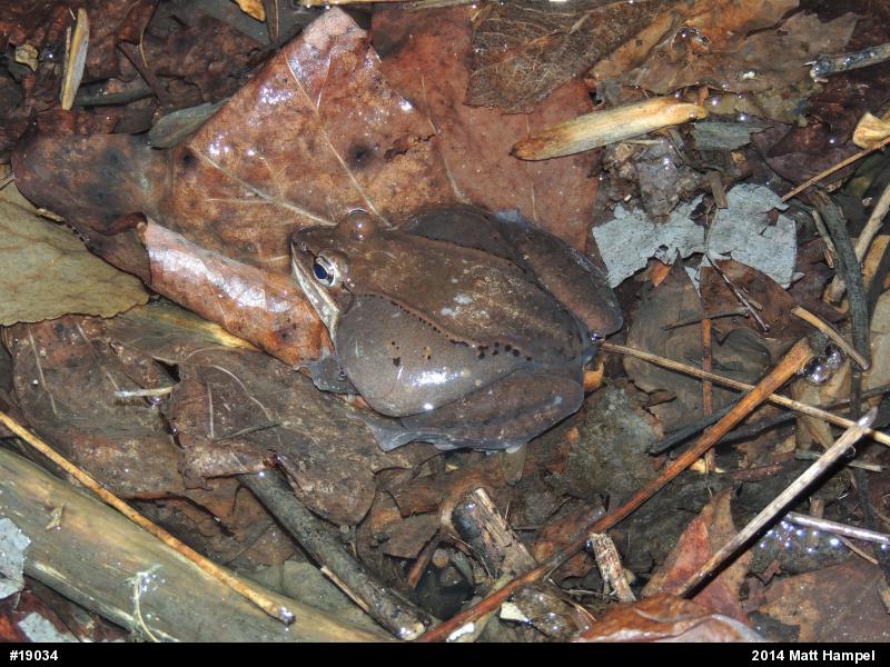 Wood Frog