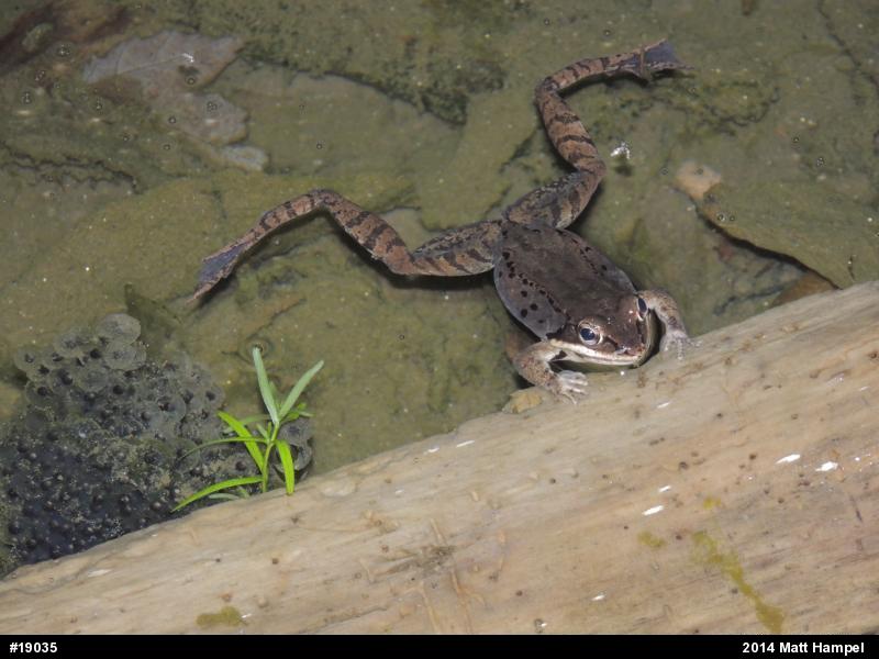 Wood Frog