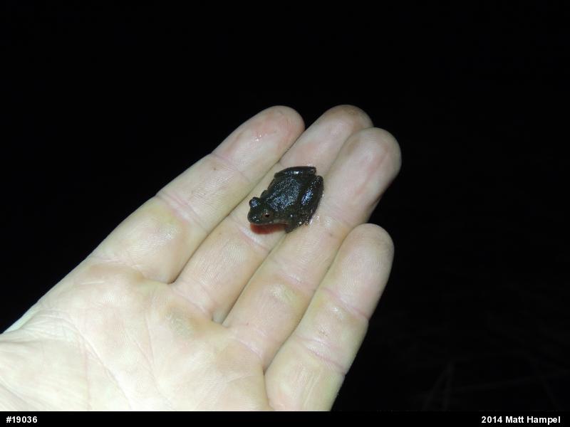 Spring Peeper
