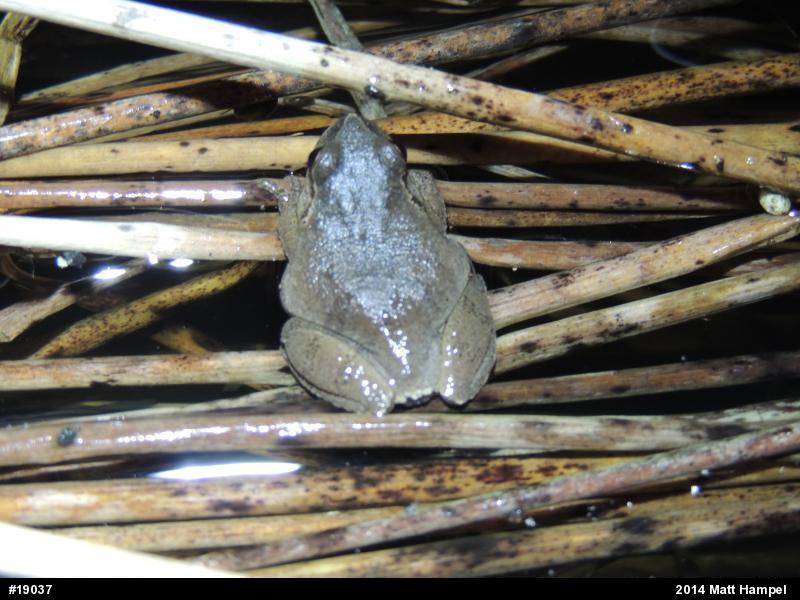 Spring Peeper