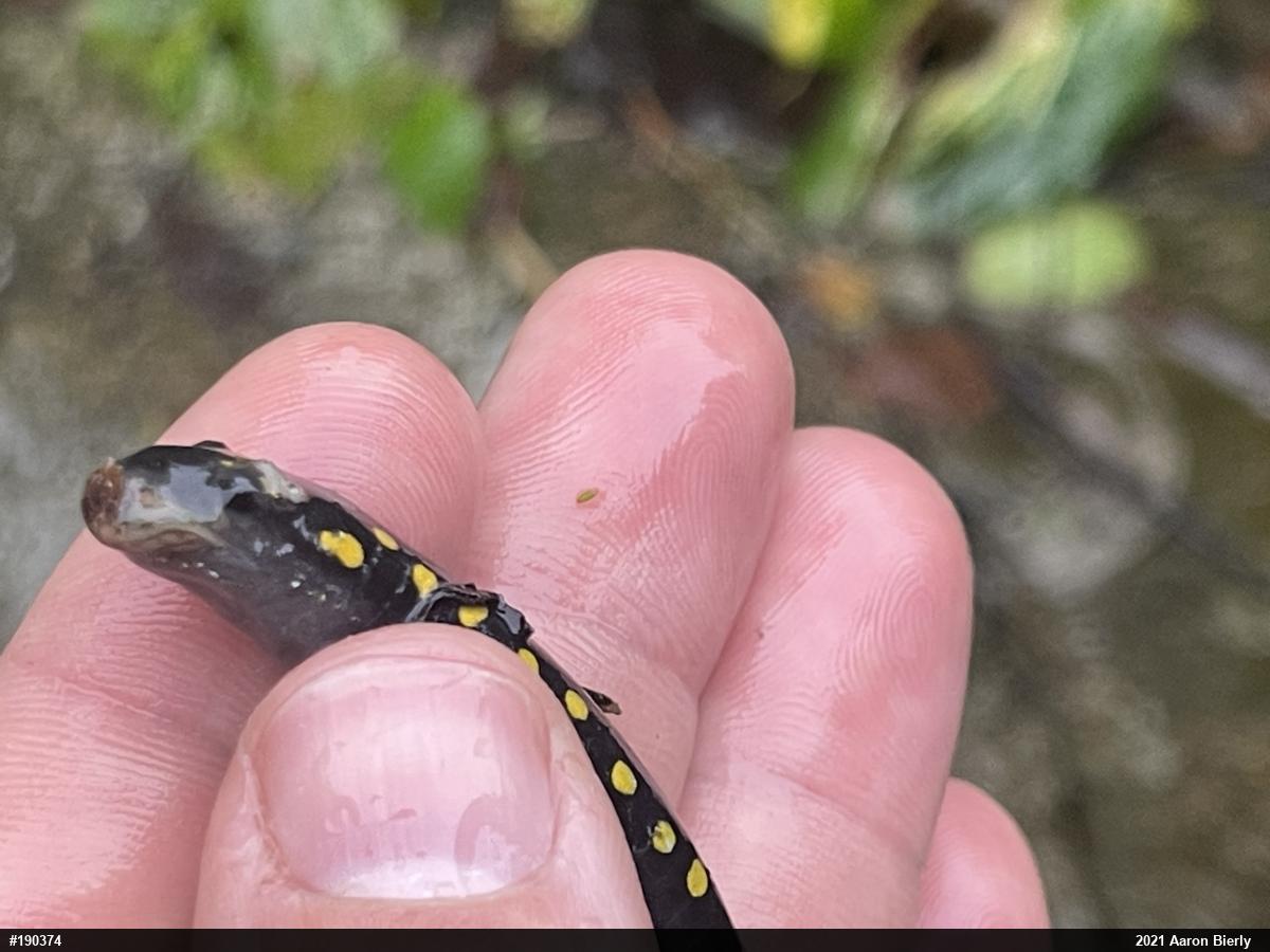 Spotted Salamander