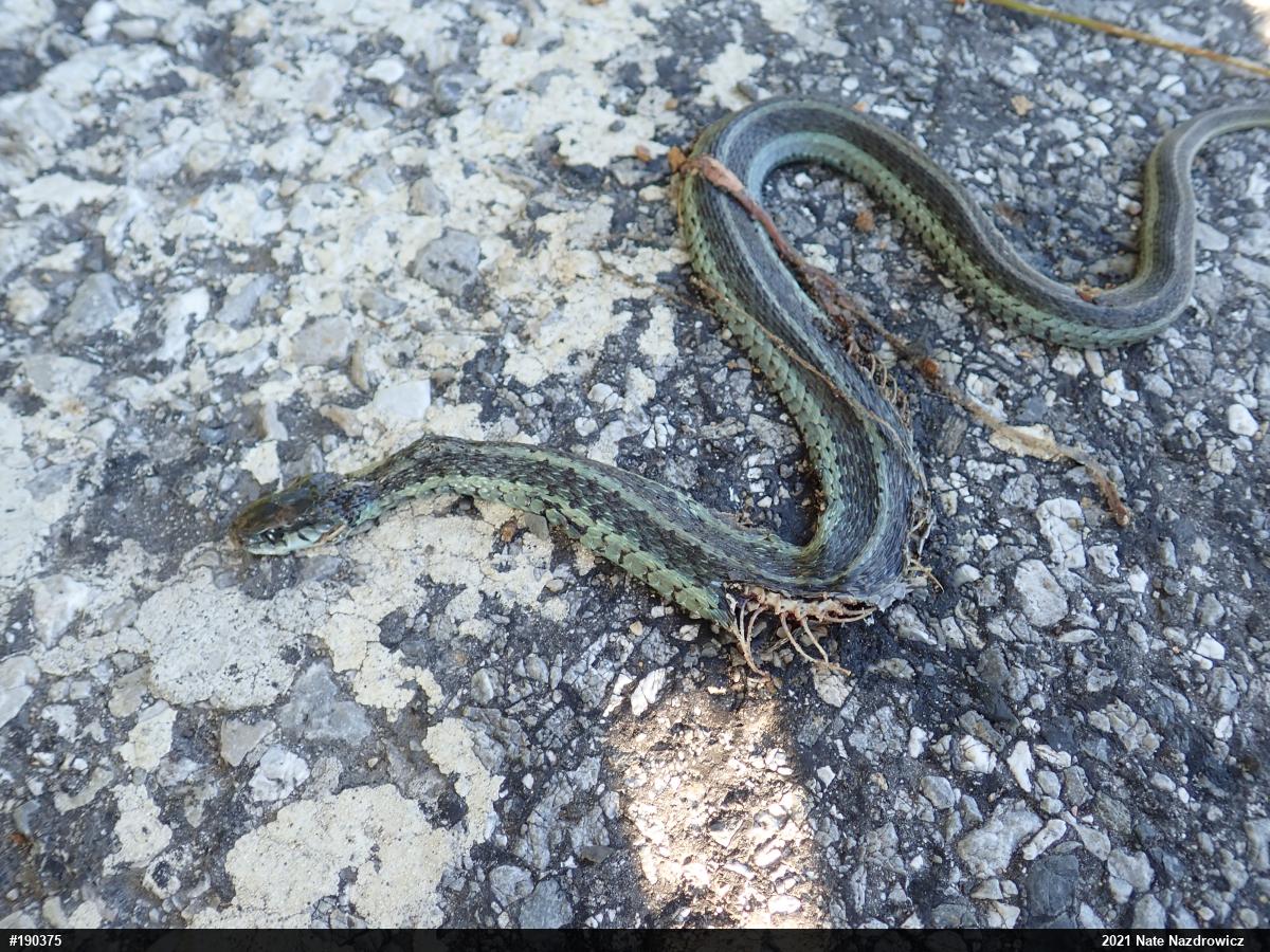 Eastern Gartersnake