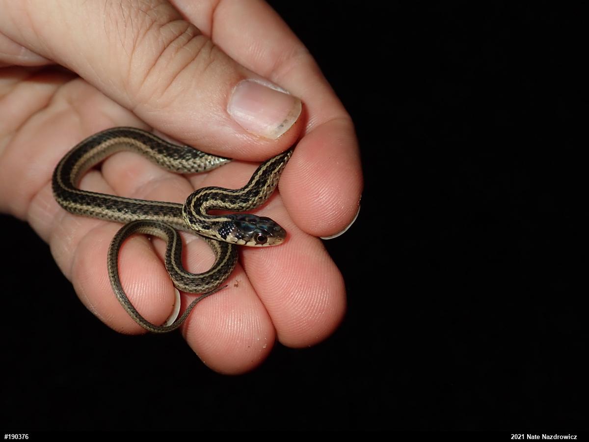 Eastern Gartersnake