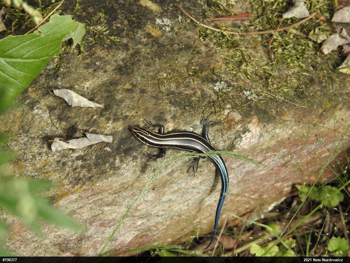 Common Five-lined Skink