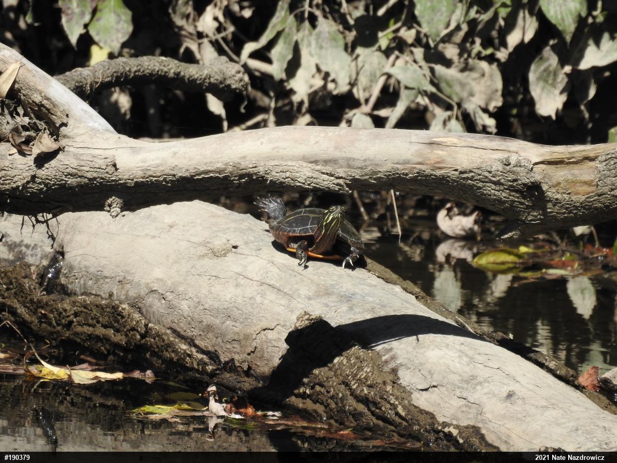 Painted Turtle