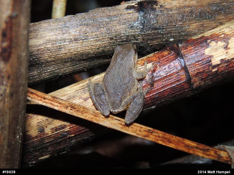Spring Peeper