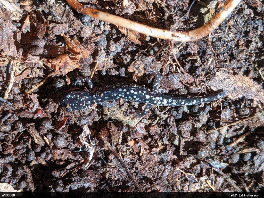 Northern Slimy Salamander