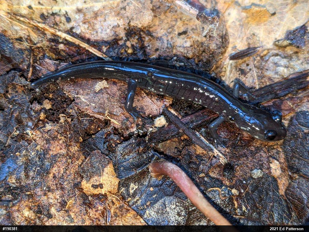 Wehrle's Salamander