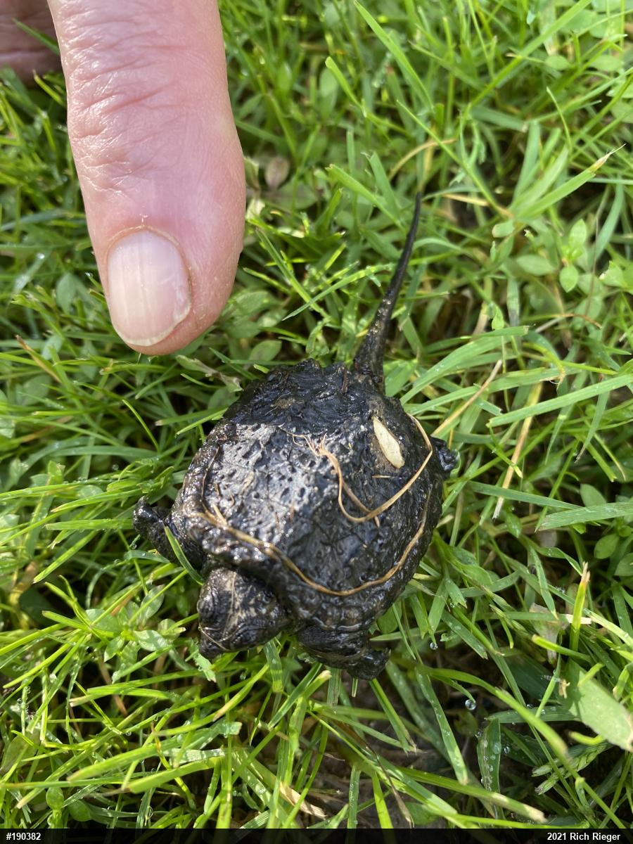 Snapping Turtle