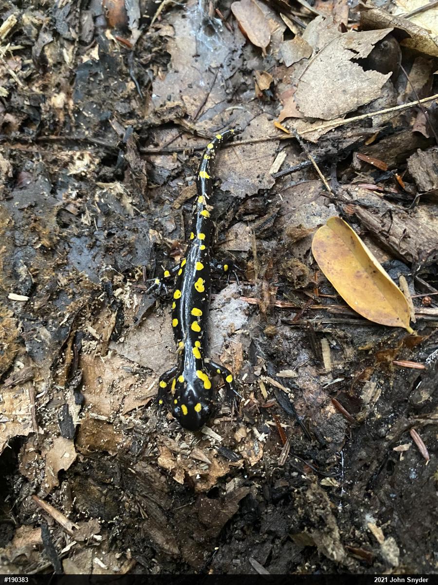 Spotted Salamander