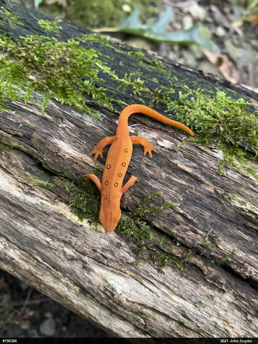 Red-spotted Newt
