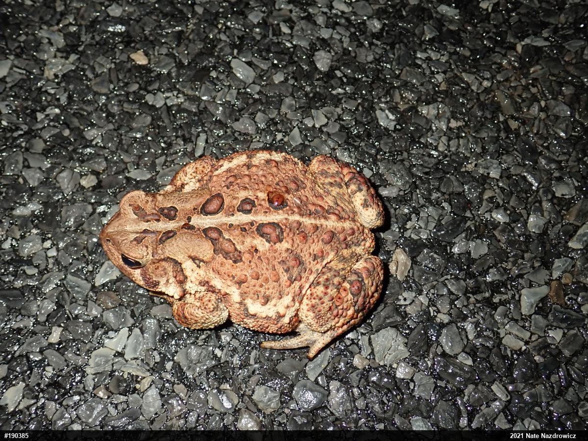 Eastern American Toad