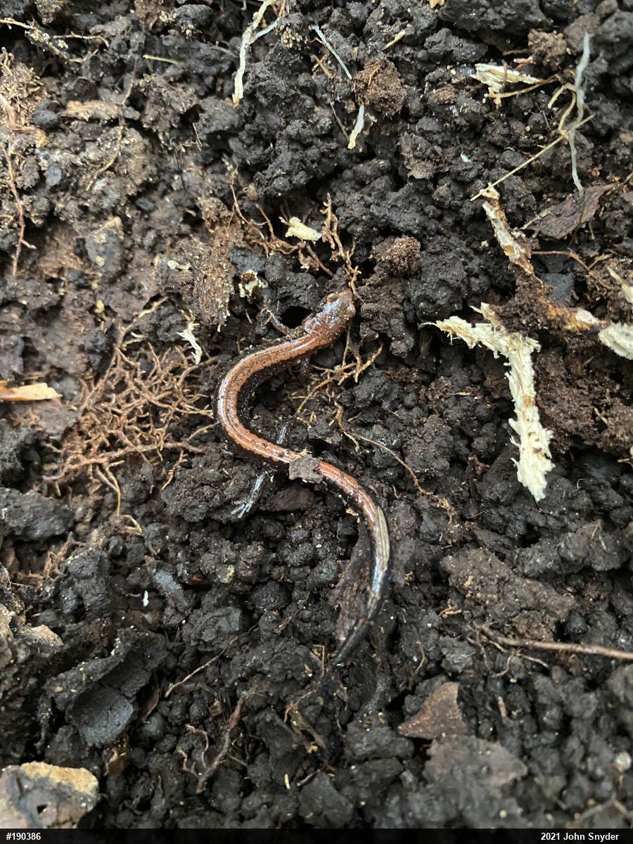 Eastern Red-backed  Salamander