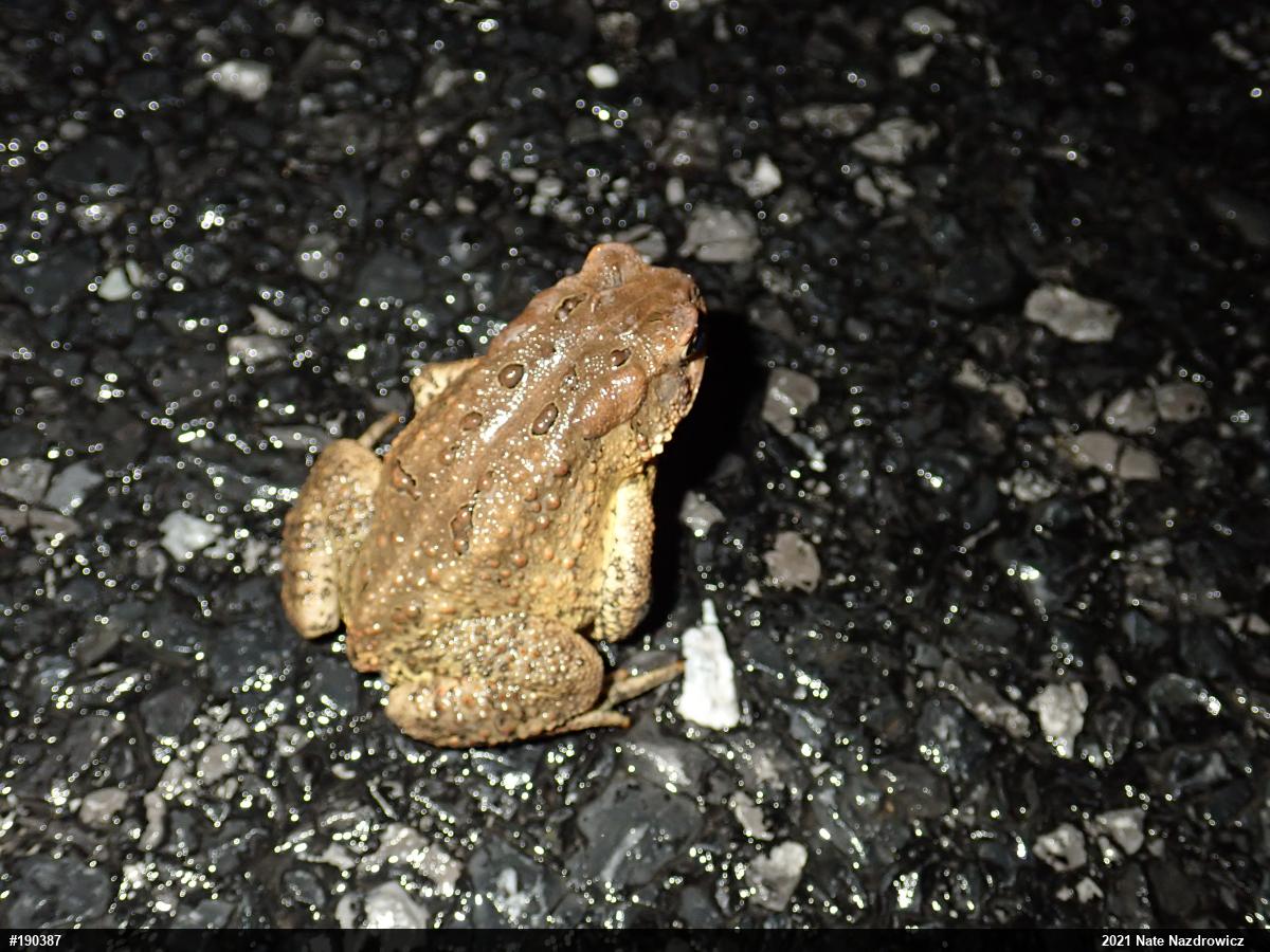 Eastern American Toad
