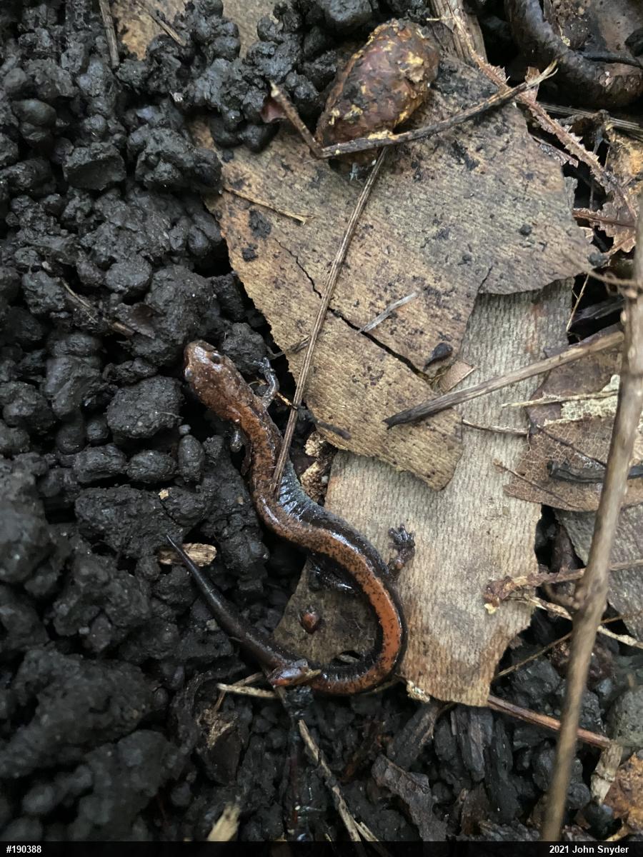 Eastern Red-backed  Salamander