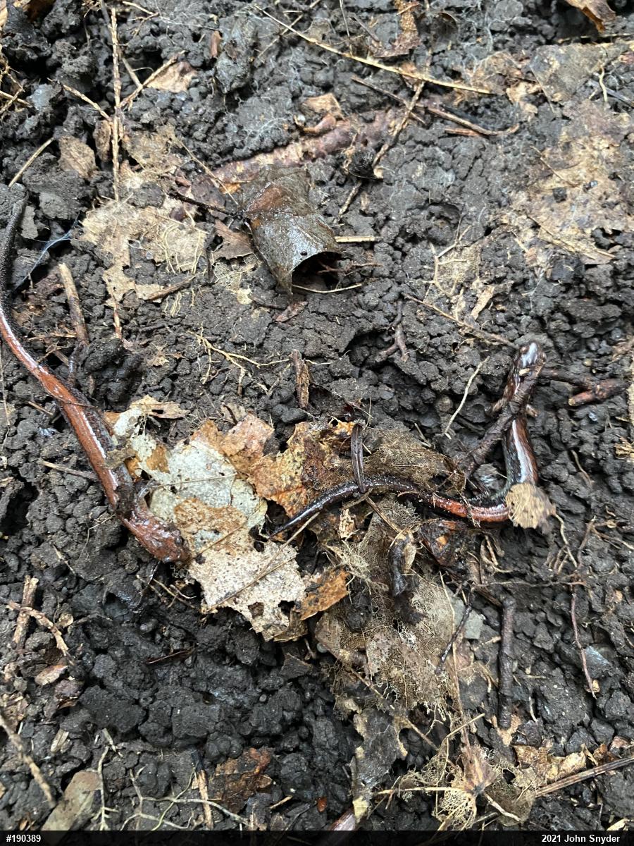 Eastern Red-backed  Salamander