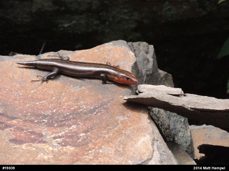 Common Five-lined Skink