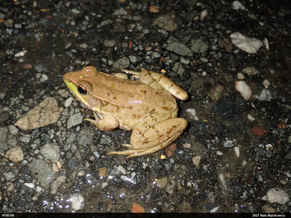 Green Frog