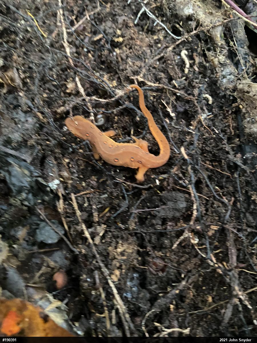 Red-spotted Newt