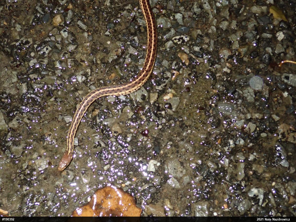 Eastern Gartersnake