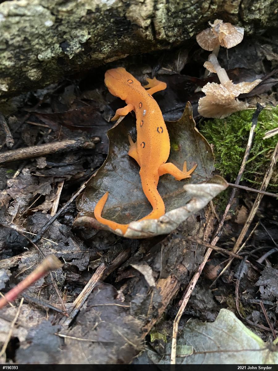 Red-spotted Newt