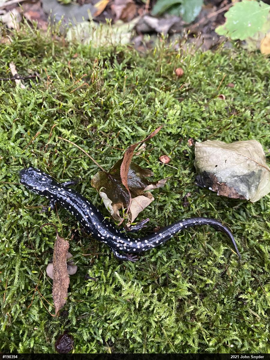 Northern Slimy Salamander