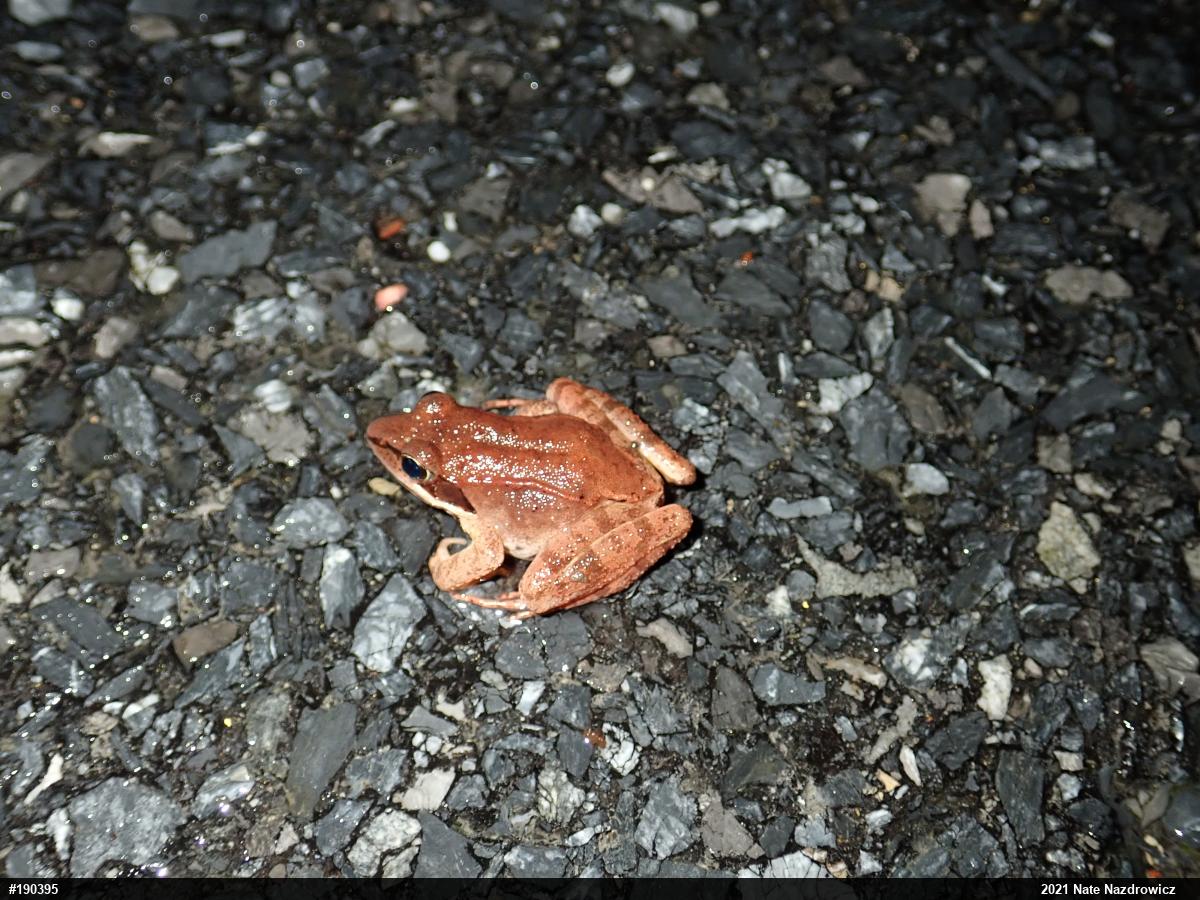 Wood Frog