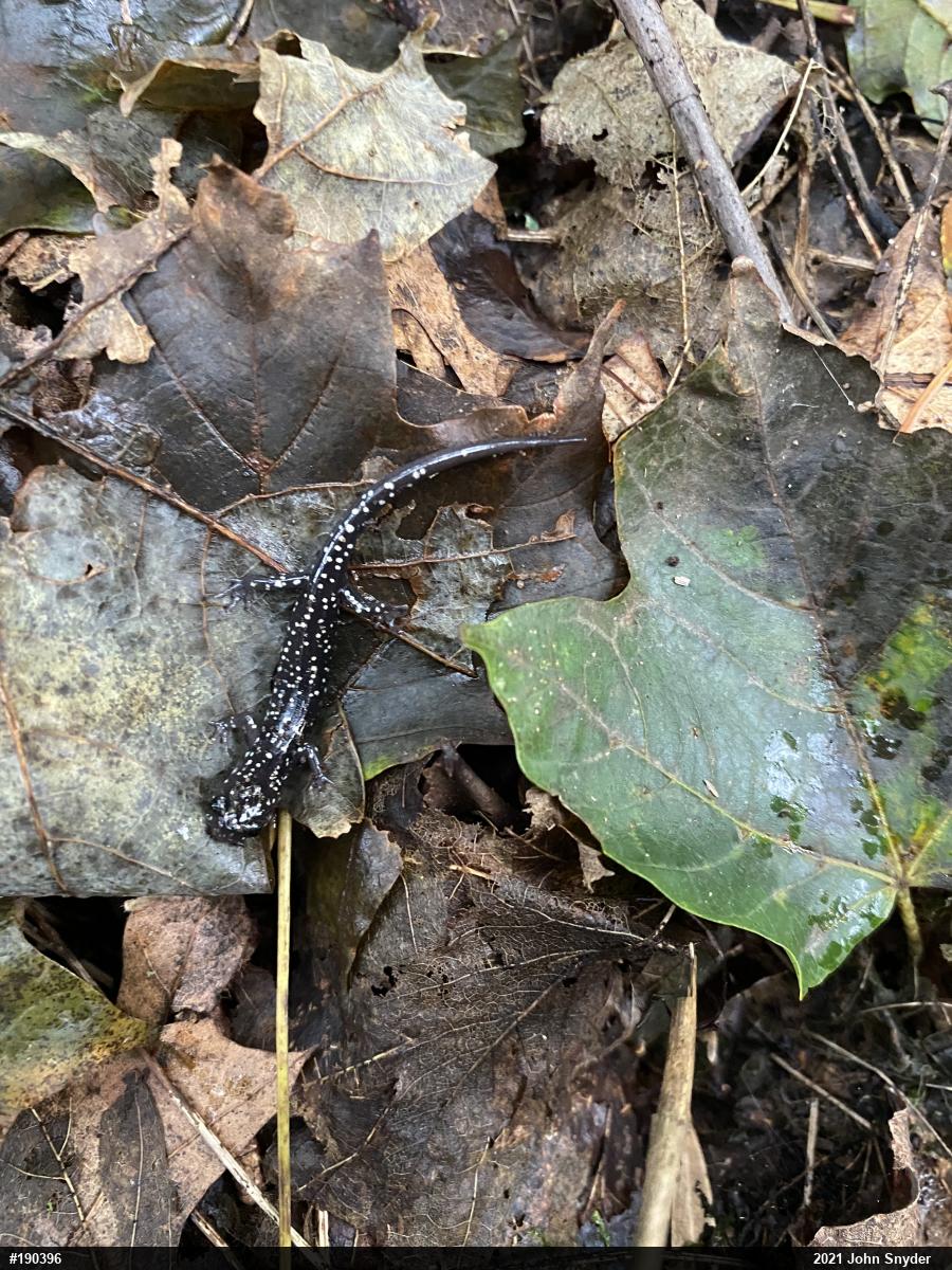 Northern Slimy Salamander