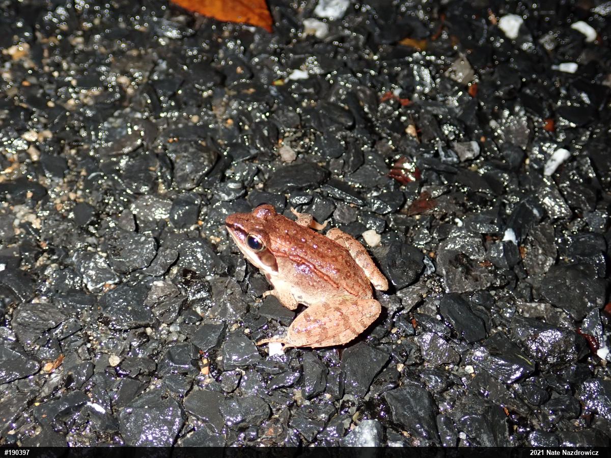 Wood Frog