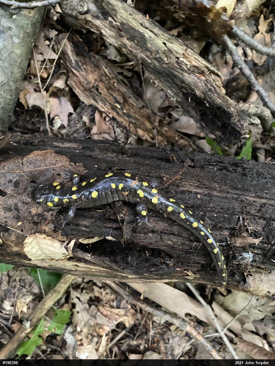 Spotted Salamander