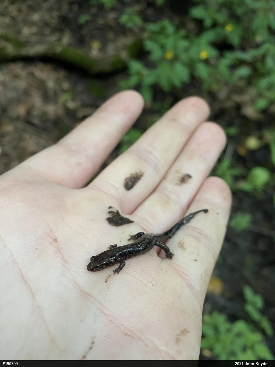 Northern Dusky Salamander