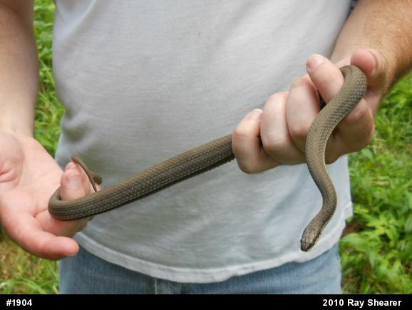 Queensnake