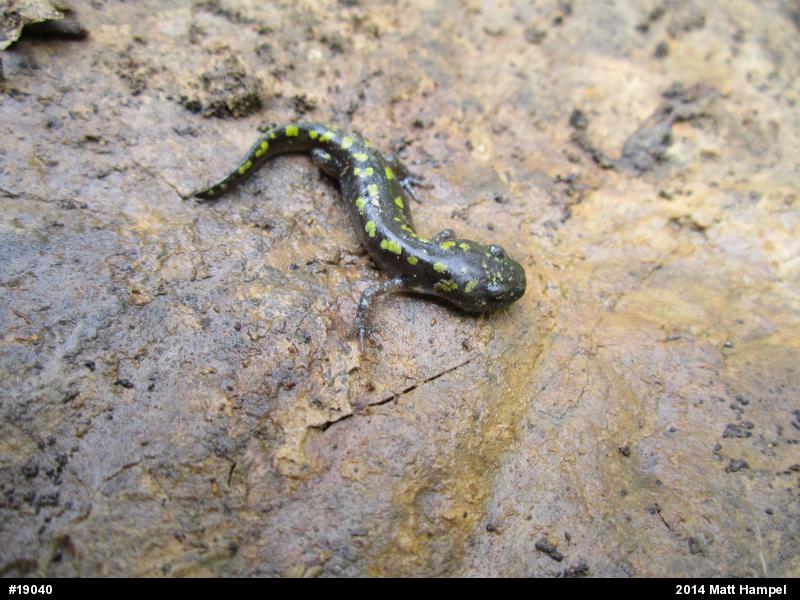 Spotted Salamander