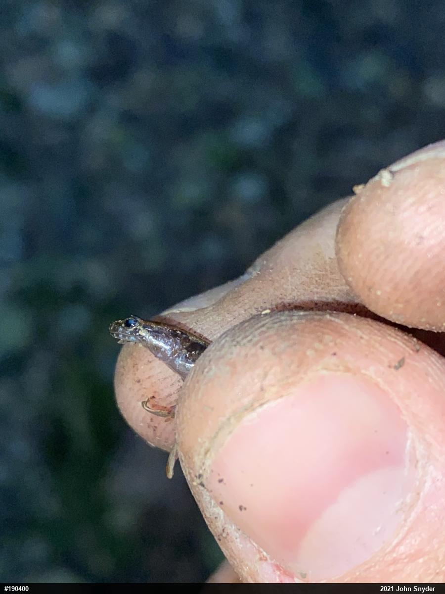 Eastern Red-backed  Salamander