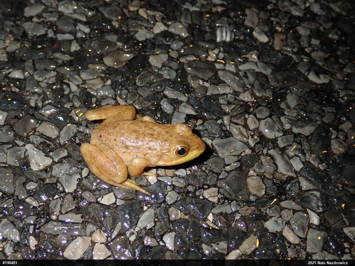 American Bullfrog
