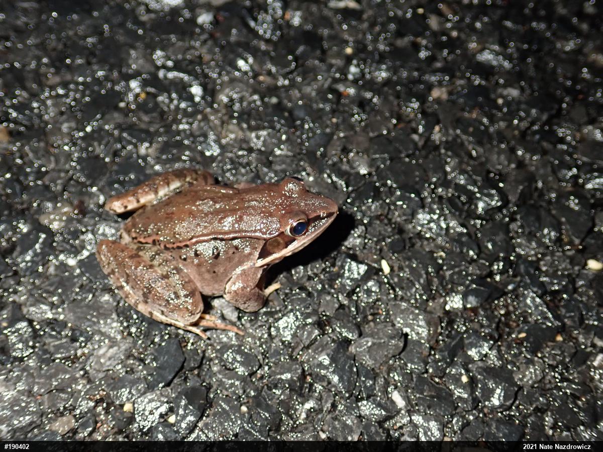 Wood Frog