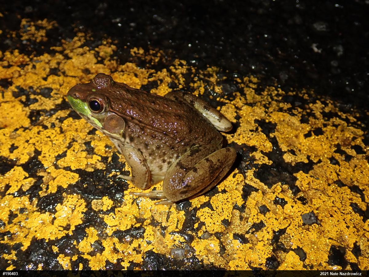 Green Frog