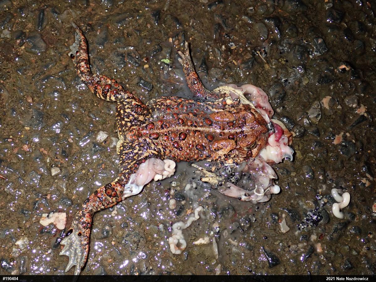 Eastern American Toad