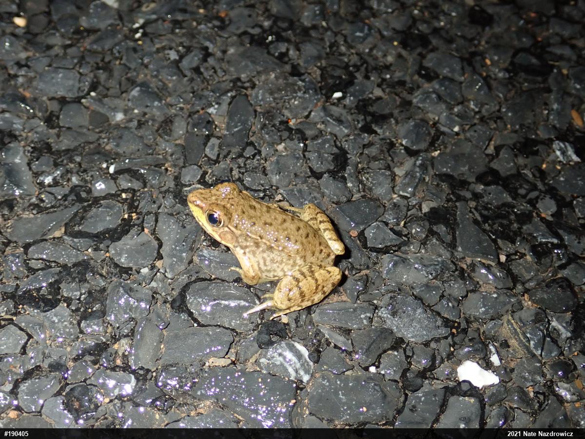 Green Frog