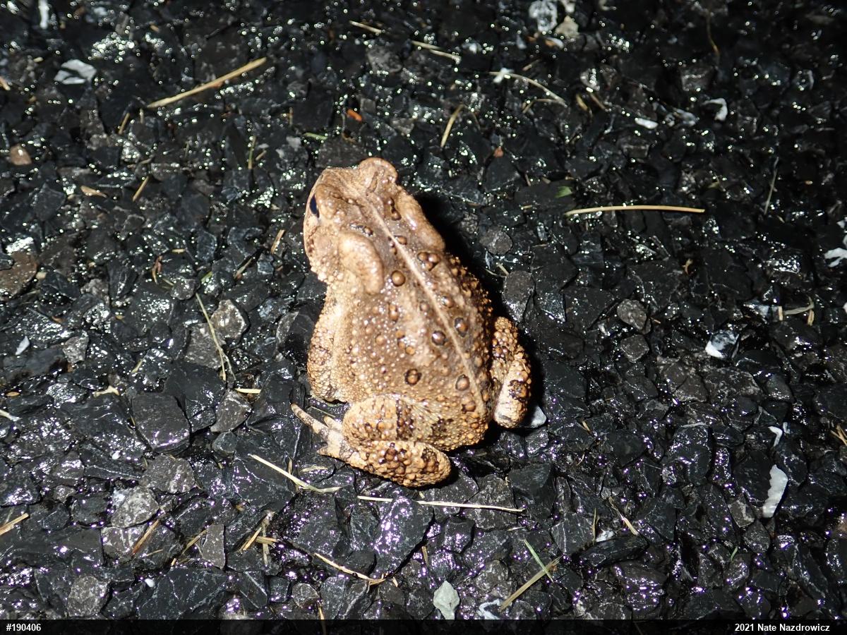 Eastern American Toad