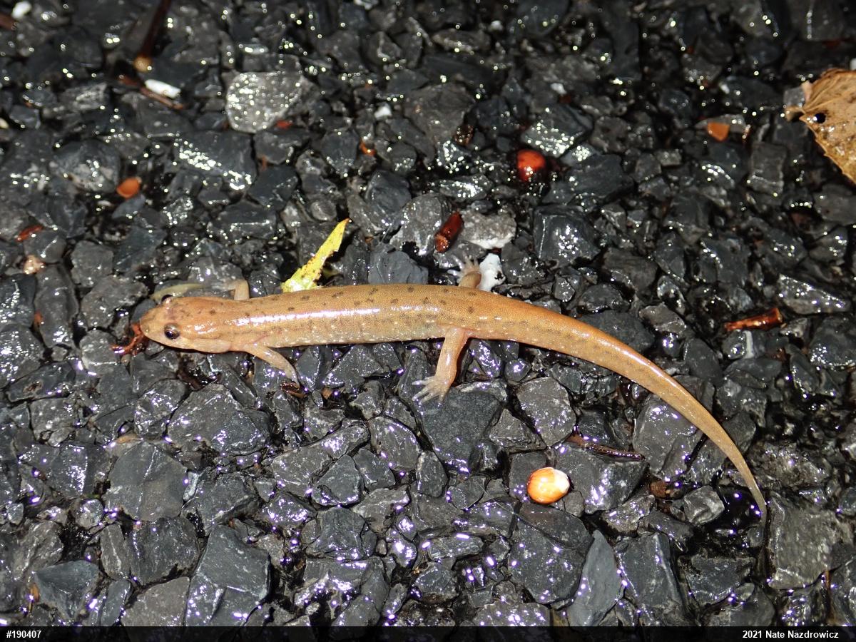 Northern Dusky Salamander