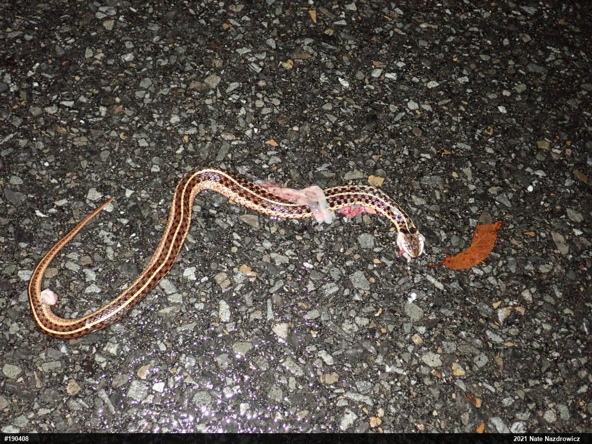 Eastern Gartersnake
