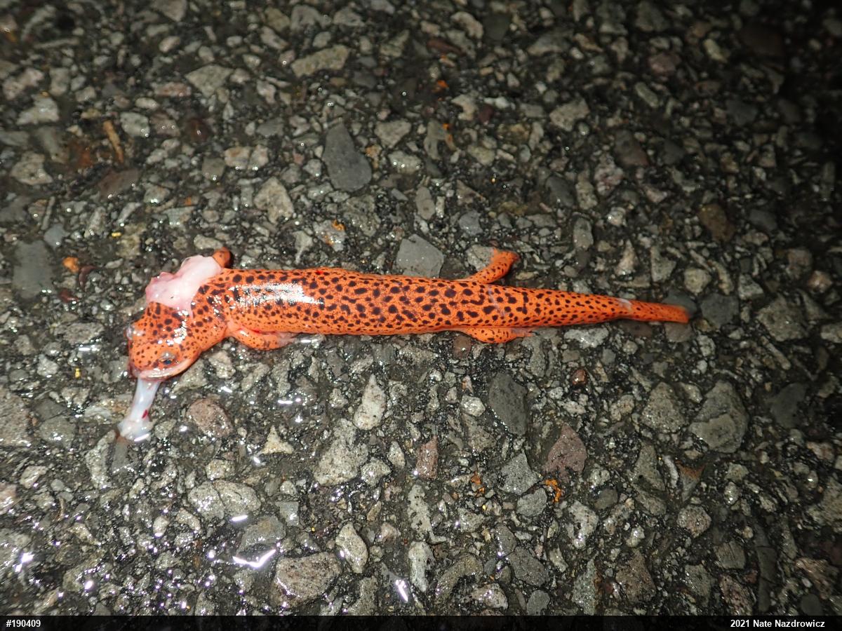 Northern Red Salamander