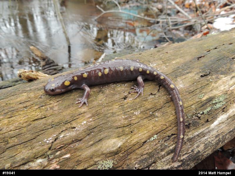 Spotted Salamander