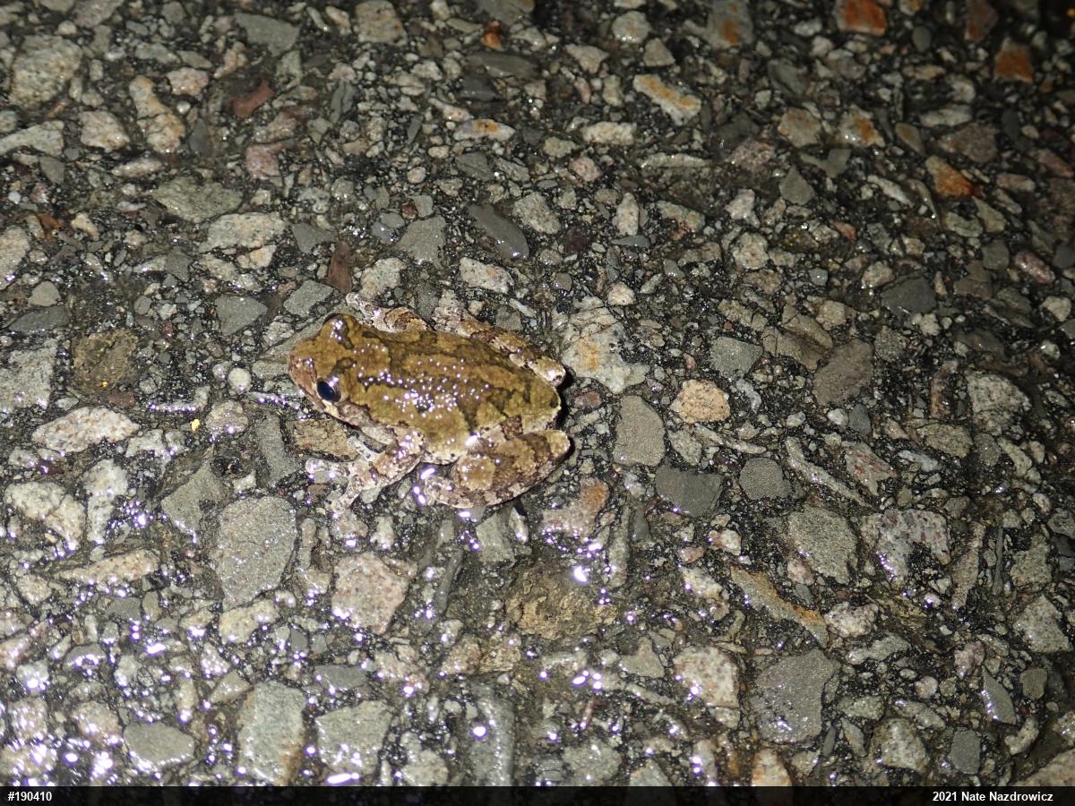 Unknown Gray Treefrog
