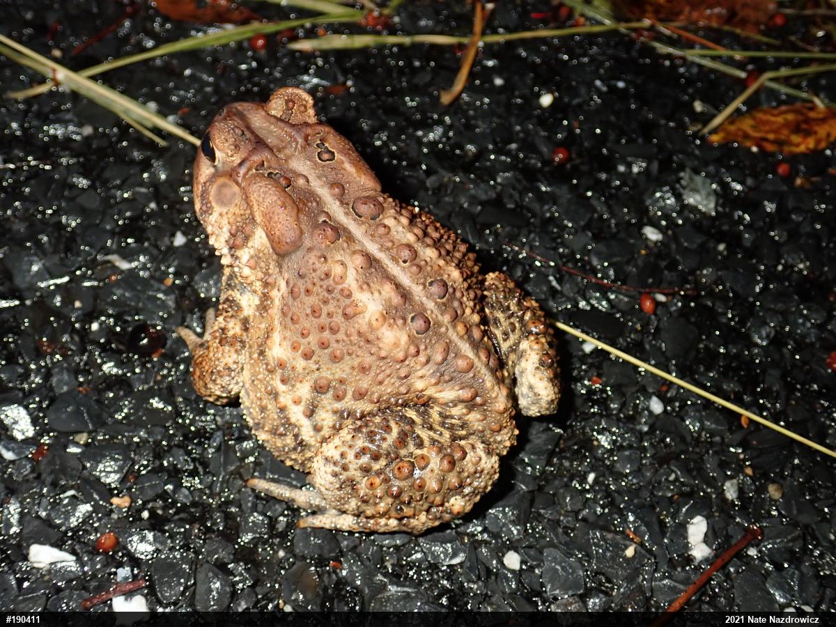 Eastern American Toad