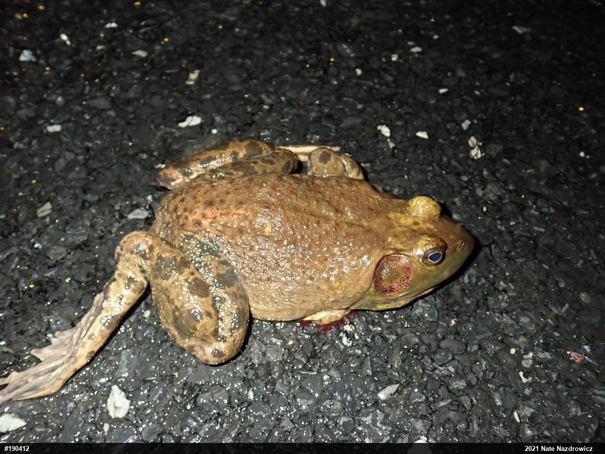 American Bullfrog